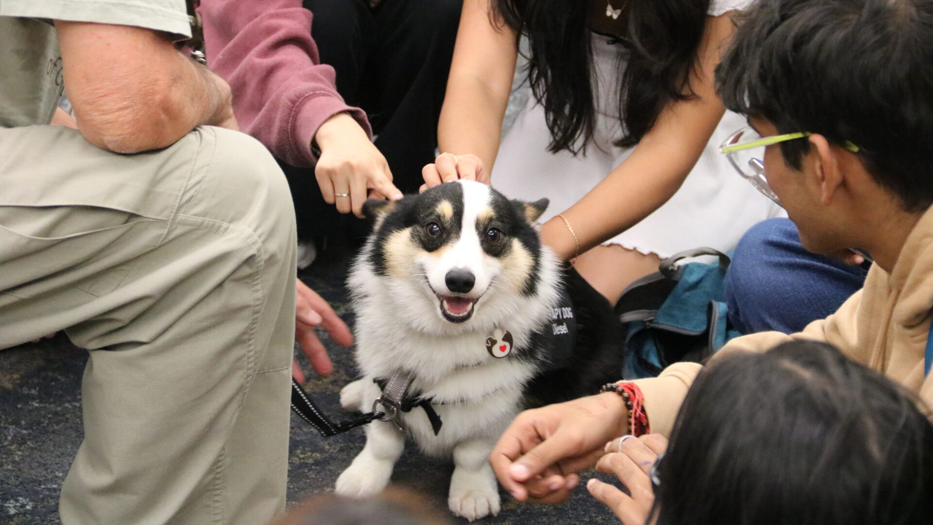 Diesel - Corgie dog, white and black fur, being petted at Dog Days