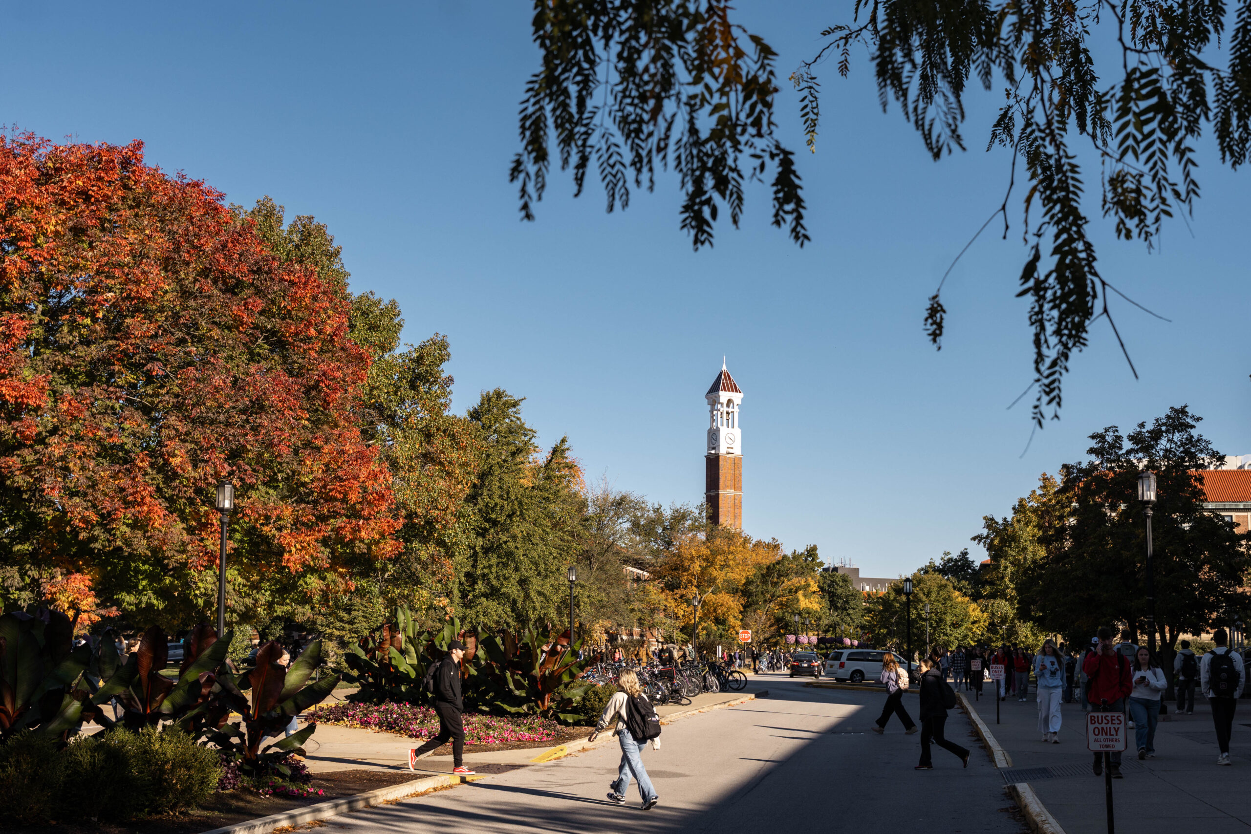 A campus path under a clear blue sky, lined with vibrant red and green autumn trees, leading toward a tall brick clock tower in the distance as students walk by.