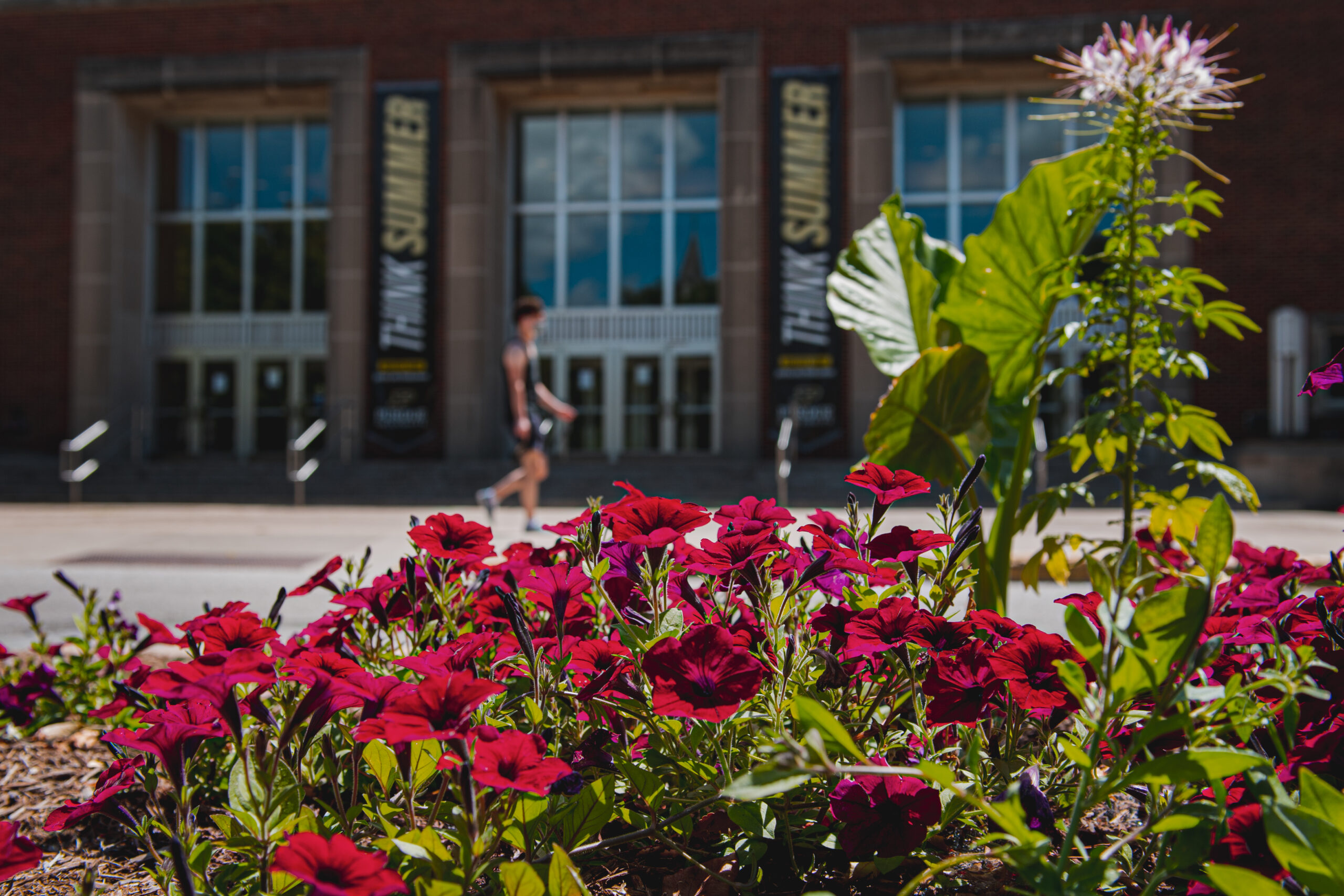 Red flowers in front of Stewart Center.